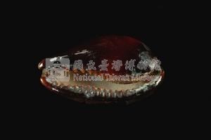 瑪瑙寶螺藏品圖，第3張