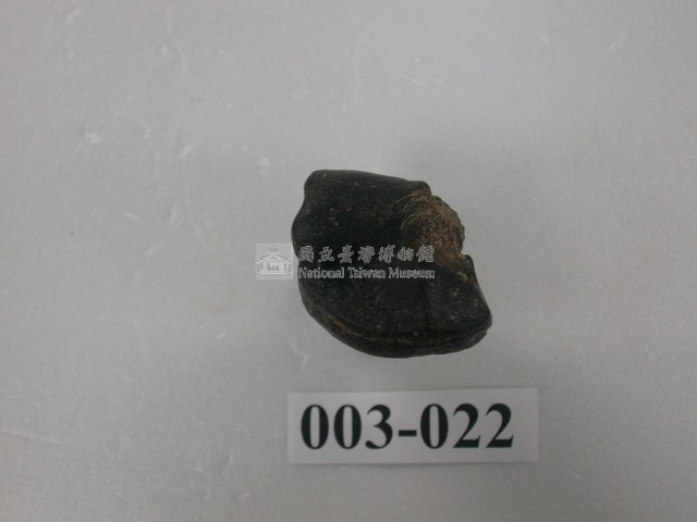 犀牛腿骨化石(模)藏品圖，第1張