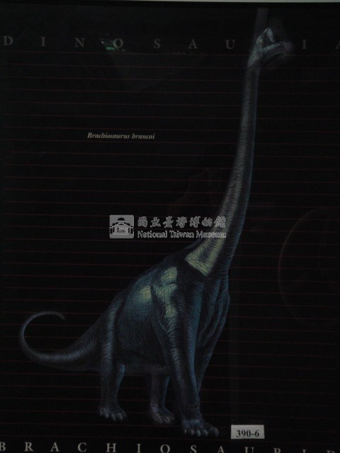 鰓恐龍類圖(布氏腕龍)藏品圖，第1張