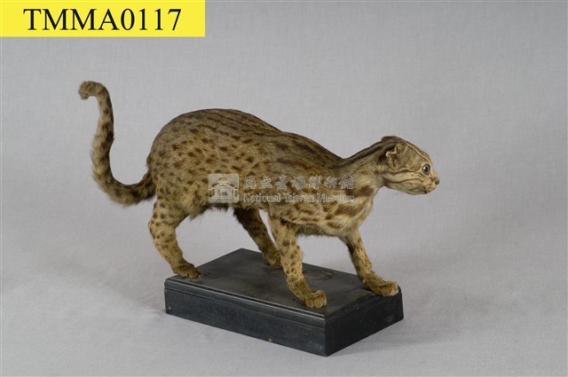 石虎藏品圖，第11張