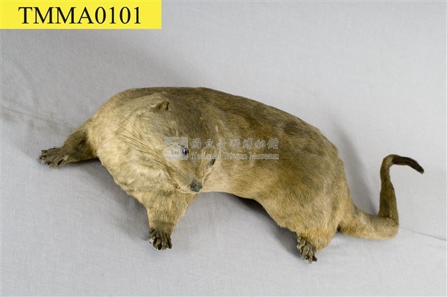 水獺藏品圖，第11張