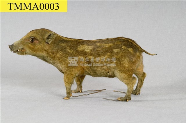 Formosan Wild Boar Collection Image, Figure 11, Total 19 Figures