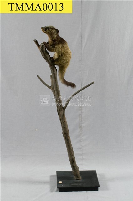 Foemosan Gem-faced Civet Collection Image, Figure 11, Total 12 Figures