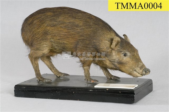 Formosan Wild Boar Collection Image, Figure 10, Total 16 Figures