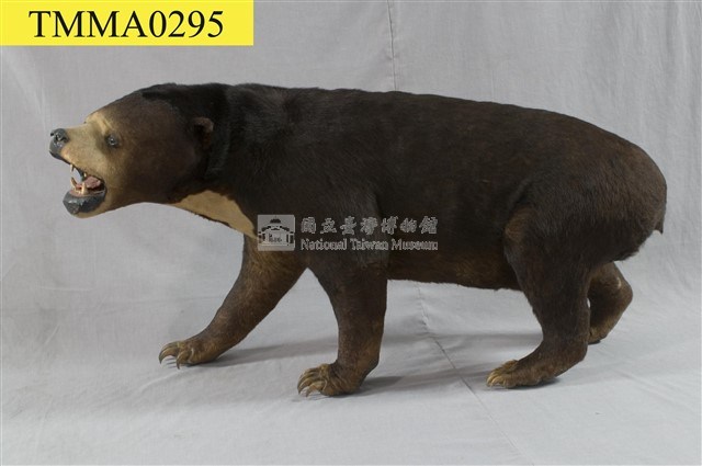 馬來黑熊藏品圖，第7張