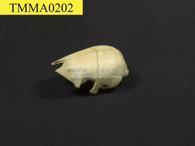 臺灣鯪鯉藏品圖，第8張