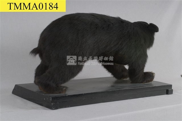 臺灣黑熊藏品圖，第16張