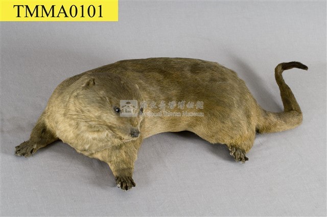 水獺藏品圖，第12張