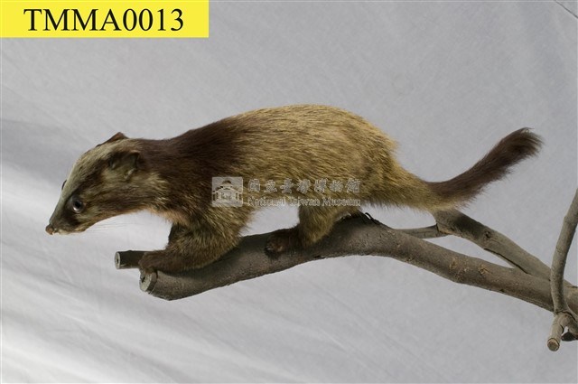 Foemosan Gem-faced Civet Collection Image, Figure 12, Total 12 Figures