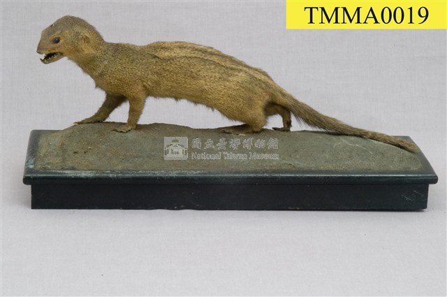 Crab-eating Mongoose Collection Image, Figure 10, Total 13 Figures