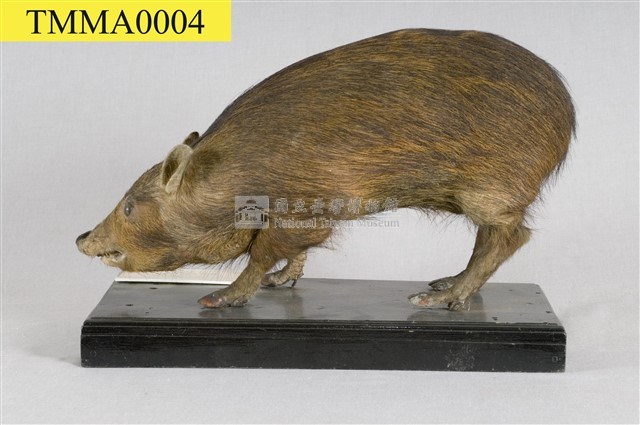 Formosan Wild Boar Collection Image, Figure 11, Total 16 Figures