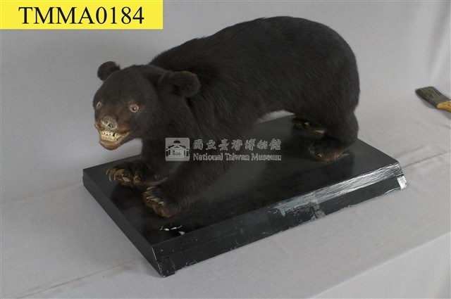 臺灣黑熊藏品圖，第11張