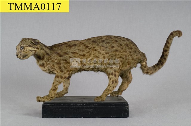 石虎藏品圖，第8張