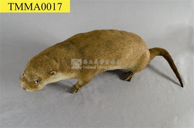 水獺藏品圖，第7張