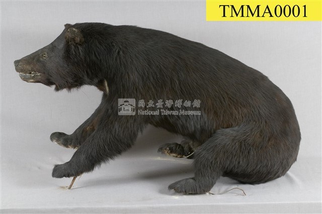 臺灣黑熊藏品圖，第8張