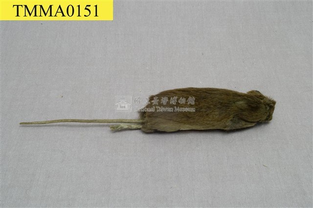 Formosan Field Mouse Collection Image, Figure 7, Total 18 Figures