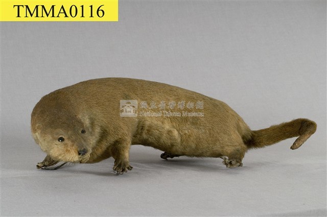 水獺藏品圖，第1張