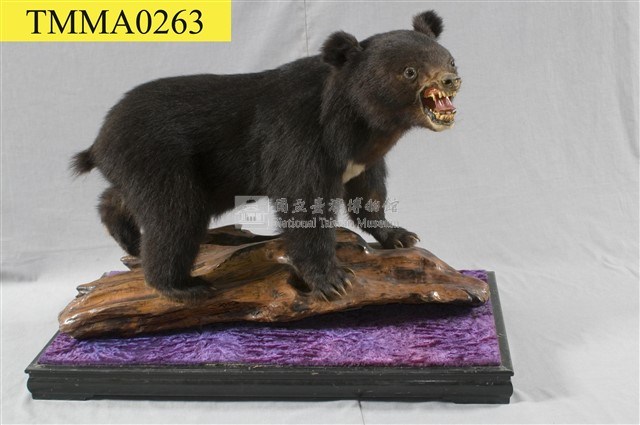 臺灣黑熊藏品圖，第6張