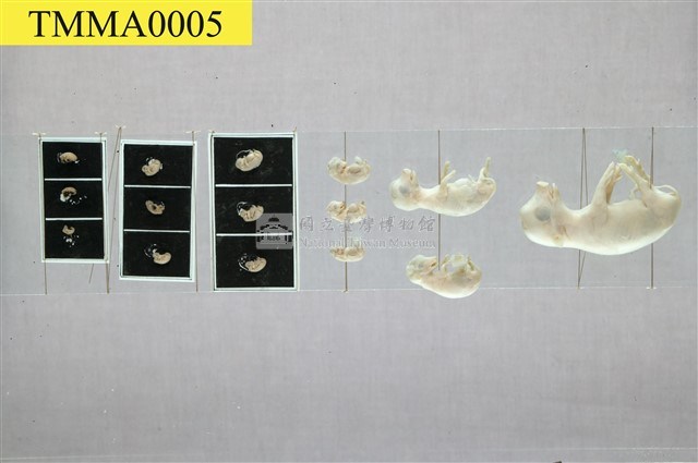 豚(家豬)(發生過程)藏品圖，第1張