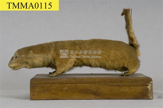 水獺藏品圖，第6張