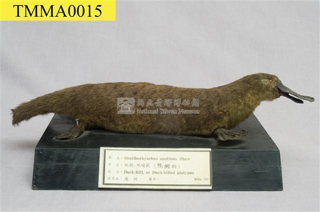 鴨嘴獸藏品圖，第5張