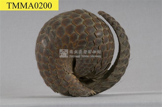 臺灣鯪鯉藏品圖，第7張