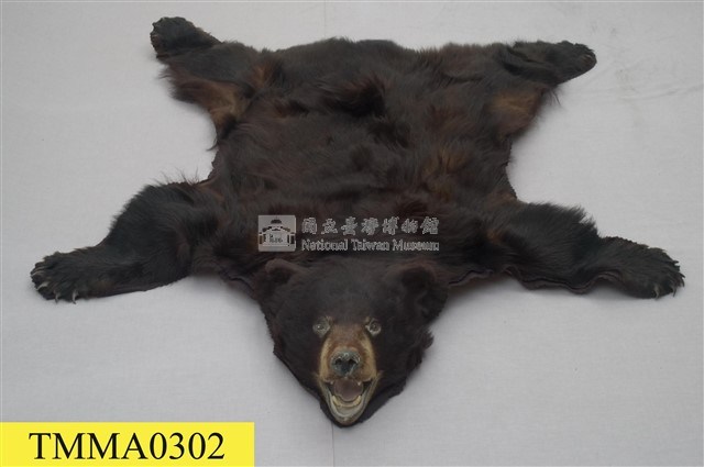美洲黑熊皮藏品圖，第1張