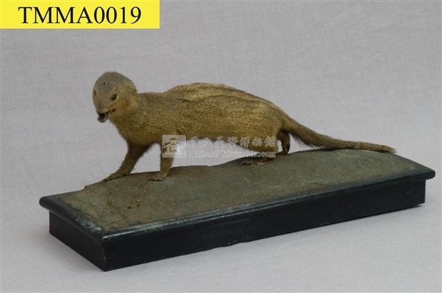 Crab-eating Mongoose Collection Image, Figure 6, Total 13 Figures