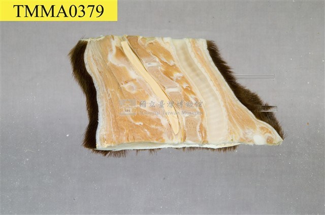 黑熊頸部藏品圖，第7張