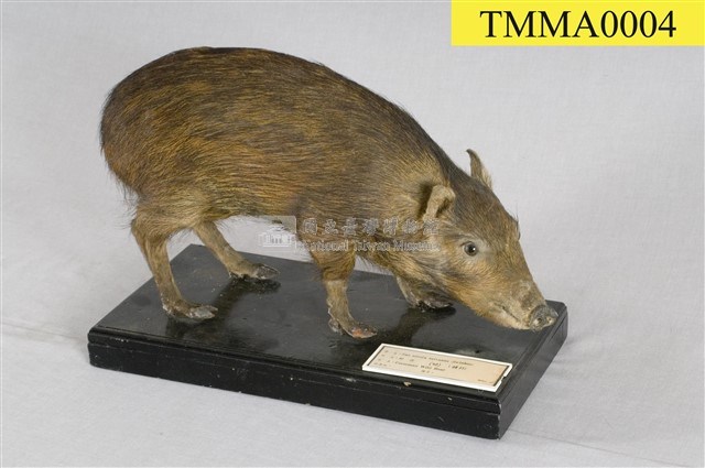 Formosan Wild Boar Collection Image, Figure 6, Total 16 Figures