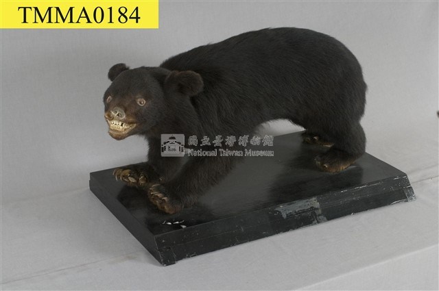 臺灣黑熊藏品圖，第8張