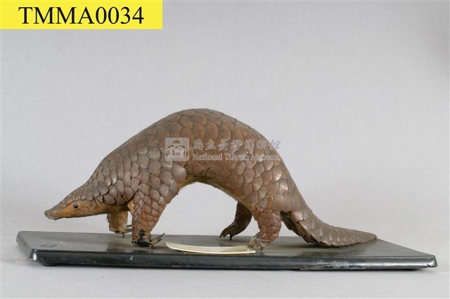 海南穿山甲藏品圖，第7張