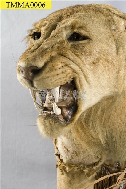 Lion Collection Image, Figure 12, Total 14 Figures