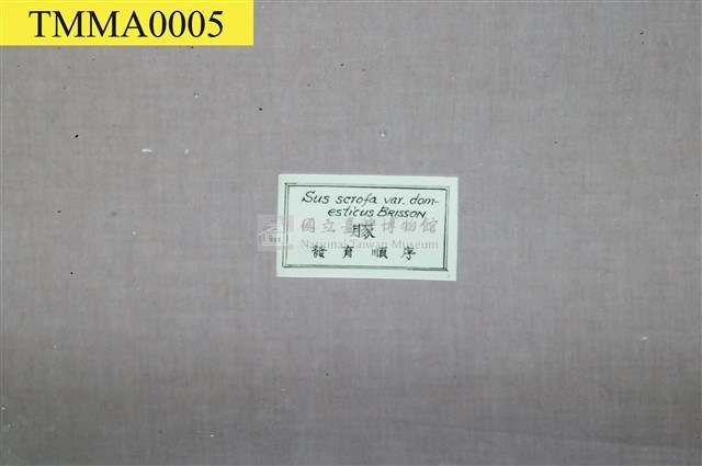 豚(家豬)(發生過程)藏品圖，第6張