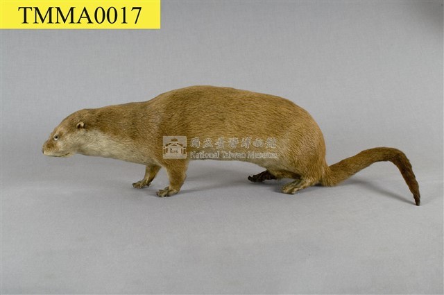 水獺藏品圖，第1張