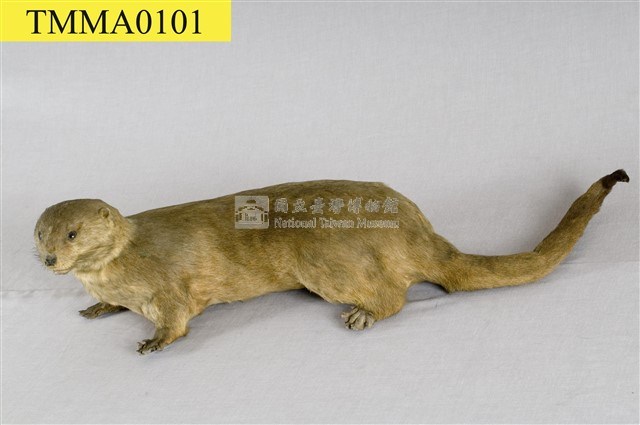 水獺藏品圖，第9張