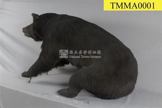臺灣黑熊藏品圖，第10張