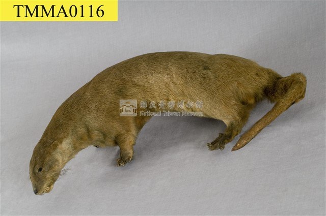 水獺藏品圖，第10張