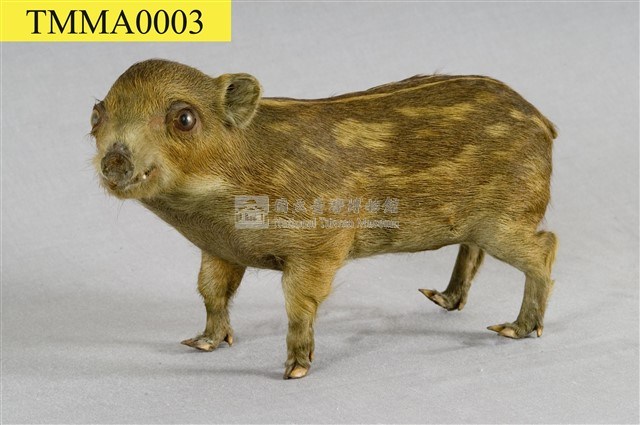 Formosan Wild Boar Collection Image, Figure 1, Total 19 Figures