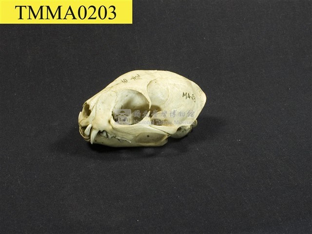 石虎頭骨藏品圖，第8張