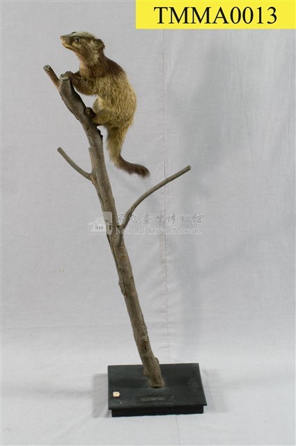 Foemosan Gem-faced Civet Collection Image, Figure 9, Total 12 Figures