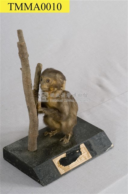 Formosan Rock-monkey Collection Image, Figure 7, Total 15 Figures