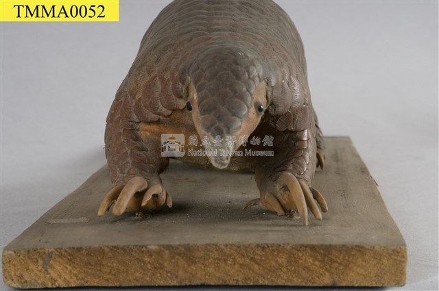 臺灣鯪鯉藏品圖，第8張