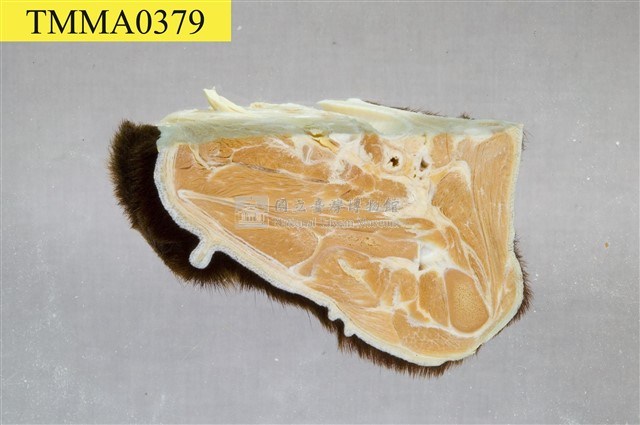 黑熊頸部藏品圖，第8張