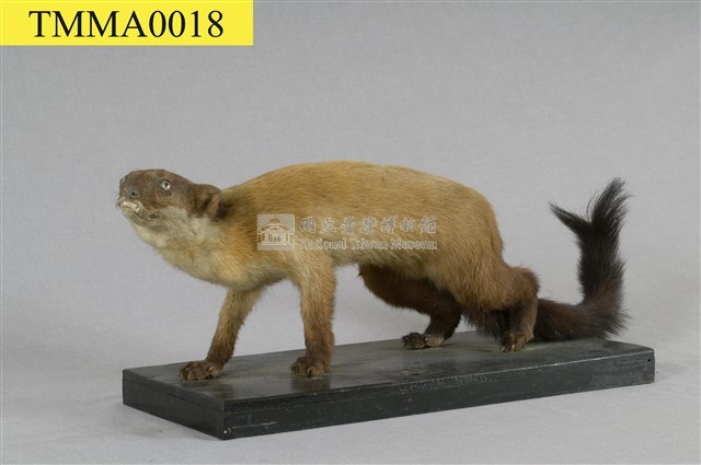 黃喉貂藏品圖，第8張