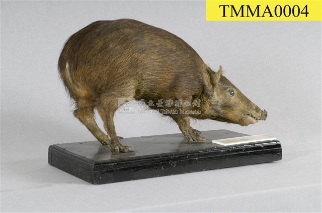 Formosan Wild Boar Collection Image, Figure 8, Total 16 Figures