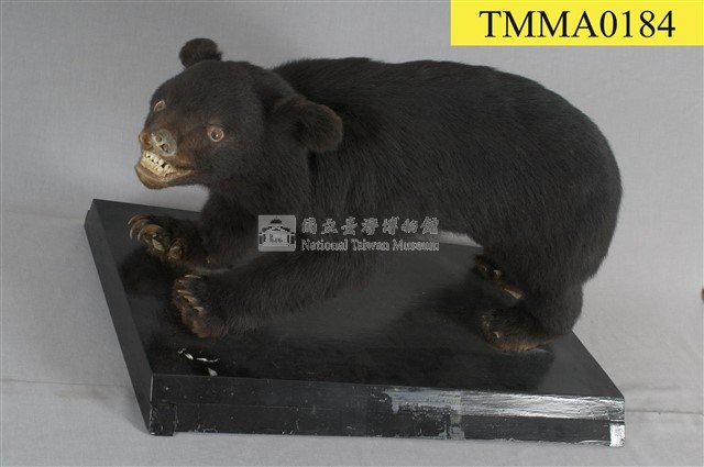 臺灣黑熊藏品圖，第10張