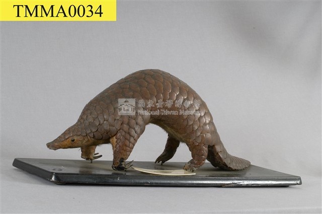海南穿山甲藏品圖，第1張