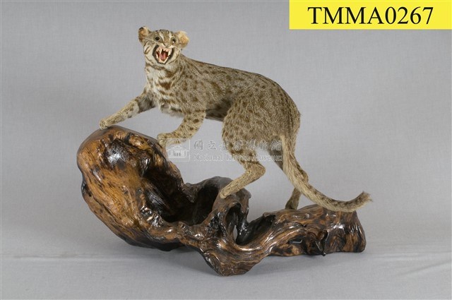 石虎藏品圖，第5張