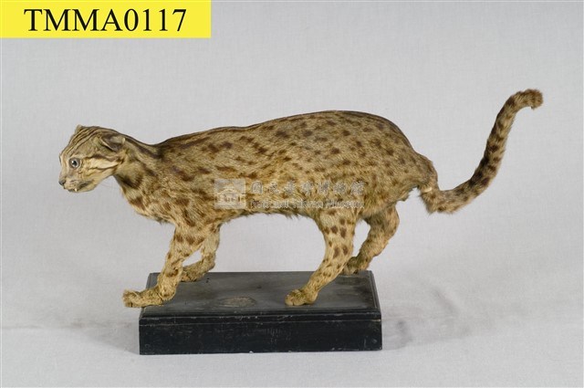 石虎藏品圖，第7張